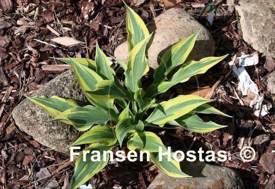 Hosta Bright Star