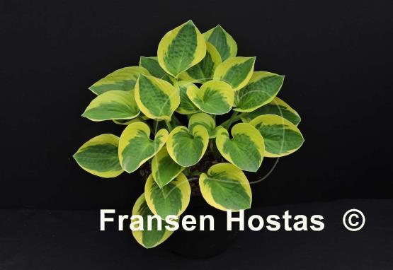 Hosta Brim Cup