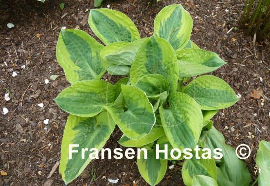 Hosta Brim Cup