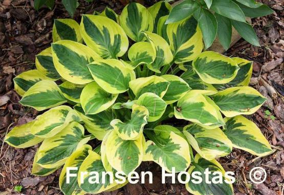 Hosta Brim Cup