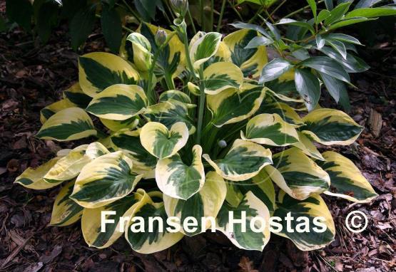 Hosta Brim Cup