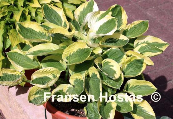 Hosta Brim Cup