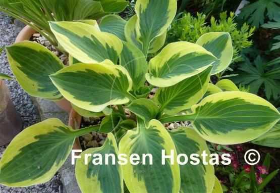 Hosta Brim Cup