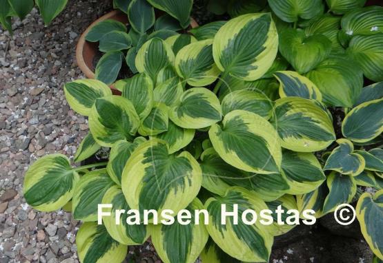 Hosta Brim Cup