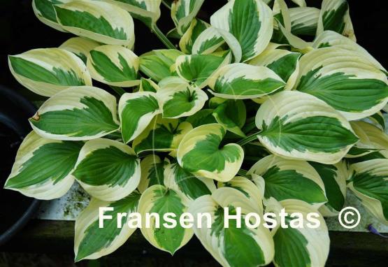 Hosta Brim Cup