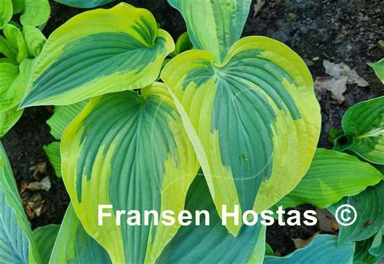 Hosta Broad Band