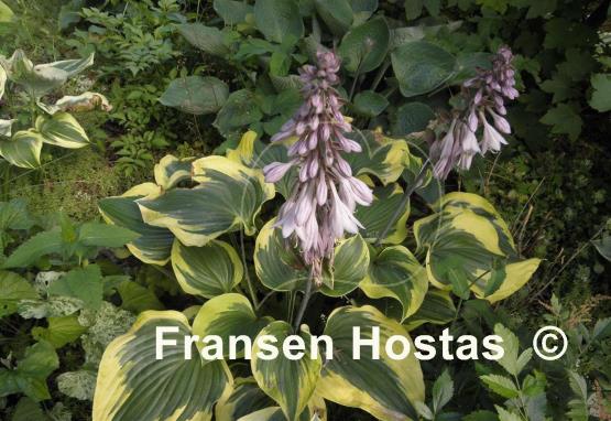 Hosta Broad Band