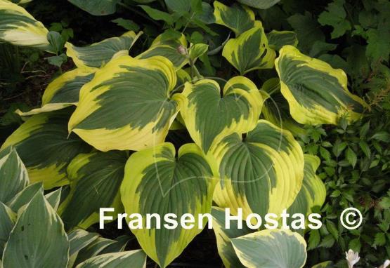 Hosta Broad Band