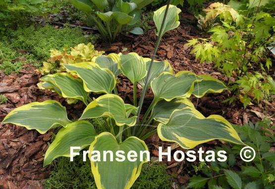 Hosta Broad Band