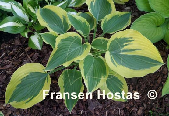 Hosta Broad Band