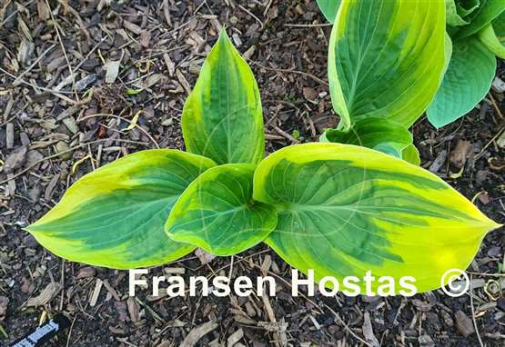Hosta Broadway 