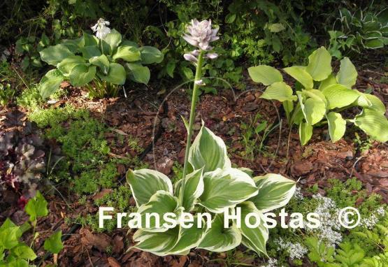 Hosta Broadway