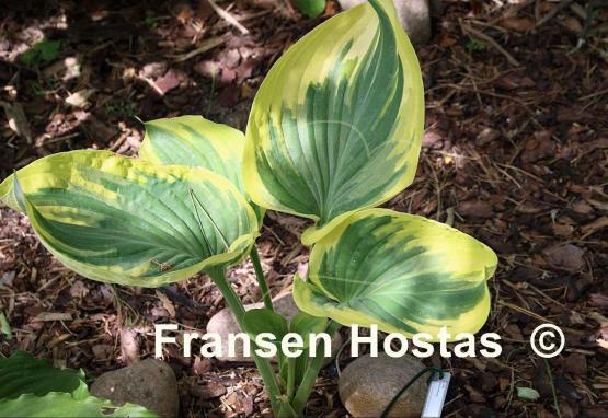 Hosta Broadway