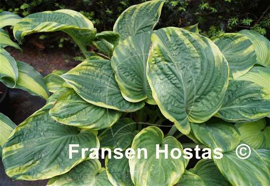 Hosta Broadway