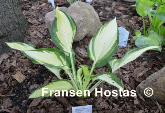 Hosta Bronx Bomber