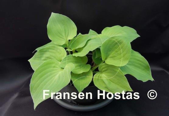 Hosta Brooke