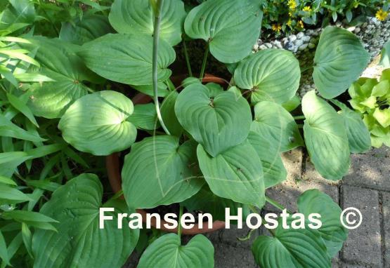 Hosta Brooke