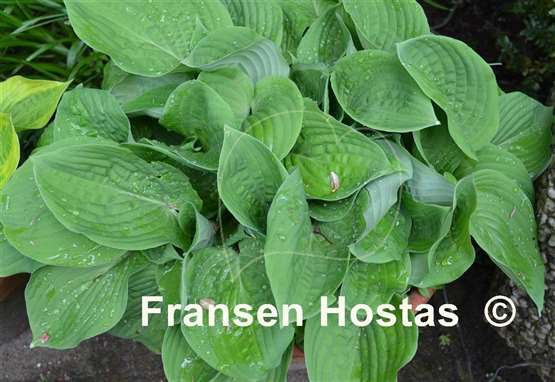 Hosta Brooke