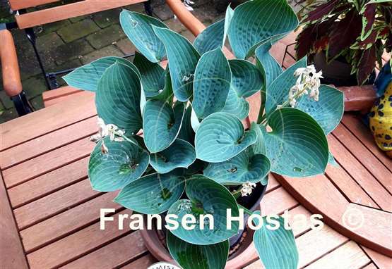 Hosta Brother Ronald