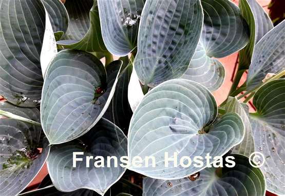 Hosta Brother Ronald