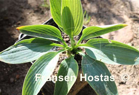 Hosta Brother Ronald