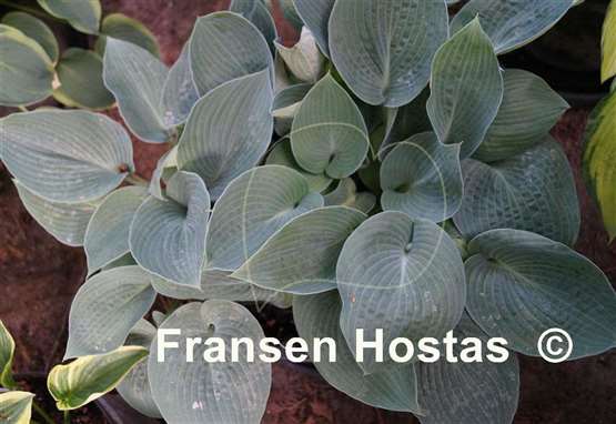 Hosta Brother Ronald