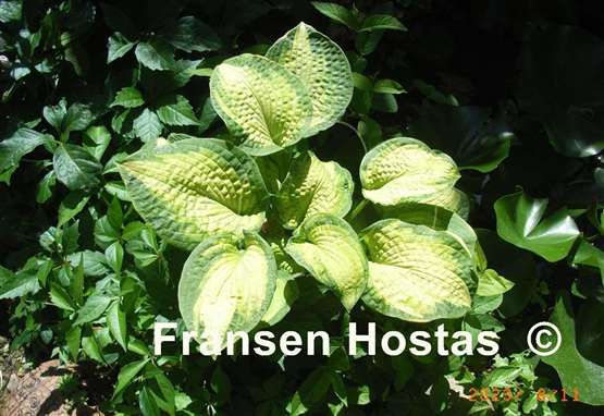 Hosta Brother Stefan