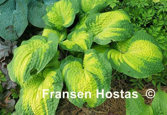 Hosta Brother Stefan
