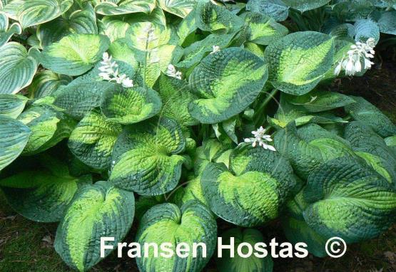 Hosta Brother Stefan