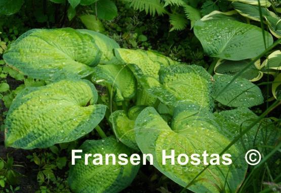 Hosta Brother Stefan