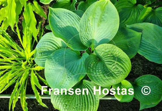Hosta Brussels Waffles