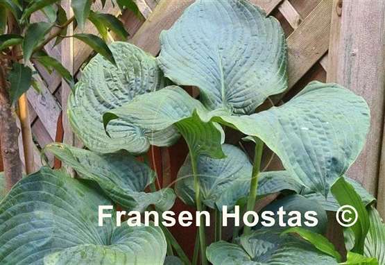 Hosta Brutan Star