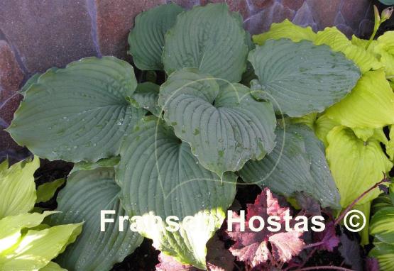 Hosta Brutus