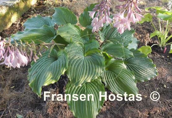Hosta Brutus