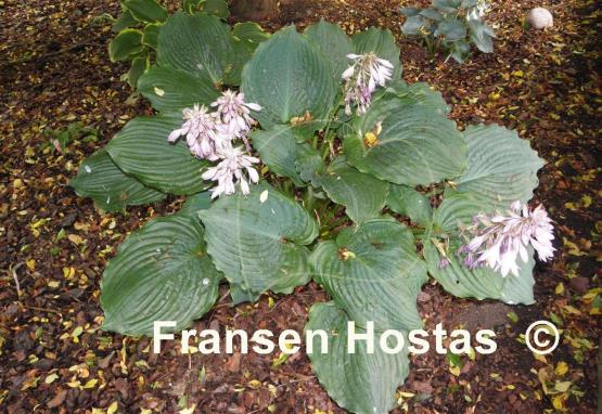 Hosta Brutus