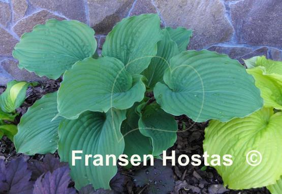 Hosta Brutus