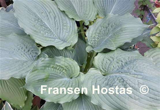 Hosta Brutus