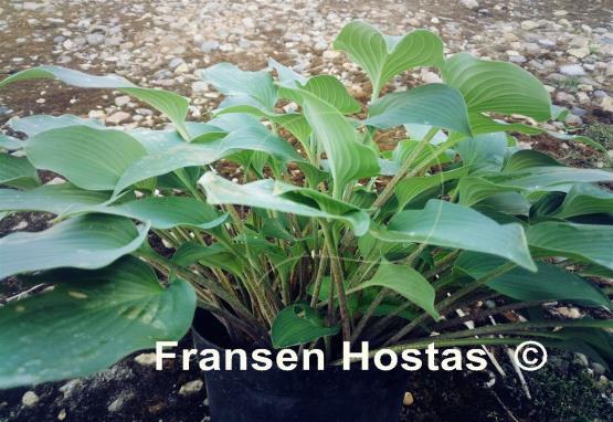 Hosta Bubbatini