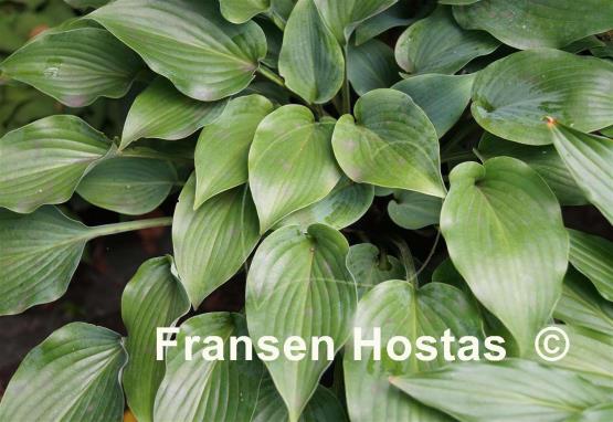 Hosta Bubbatini