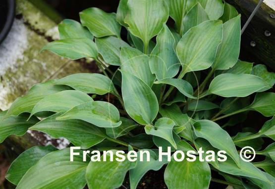Hosta Bubbatini