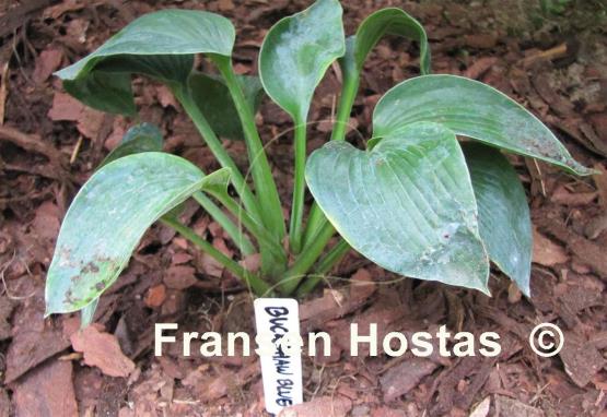 Hosta Buckshaw Blue
