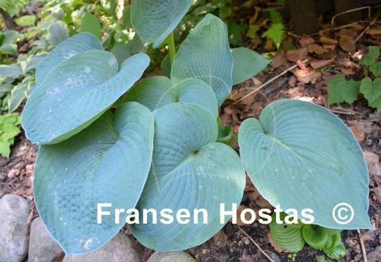 Hosta Buckshaw Blue