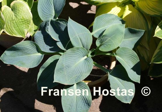 Hosta Buckshaw Blue
