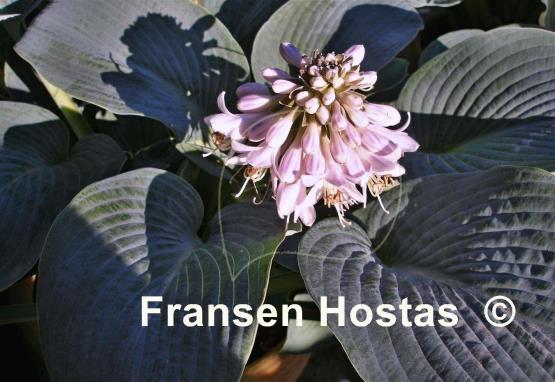 Hosta Buckshaw Blue