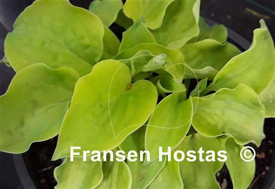 Hosta Buffalo Amber Waves