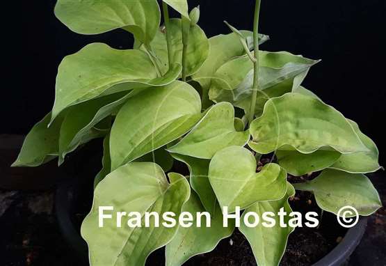 Hosta Buffalo Amber Waves
