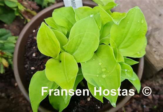 Hosta Buffalo Amber Waves