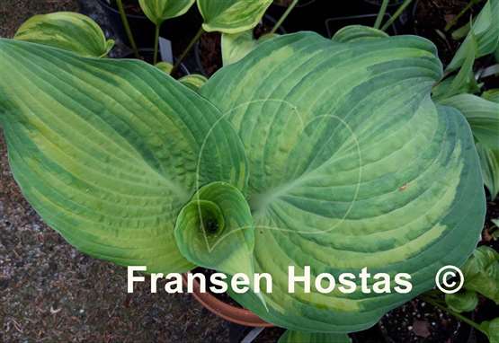 Hosta Buffalo Bill