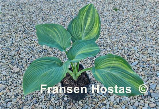 Hosta Buffalo Bill