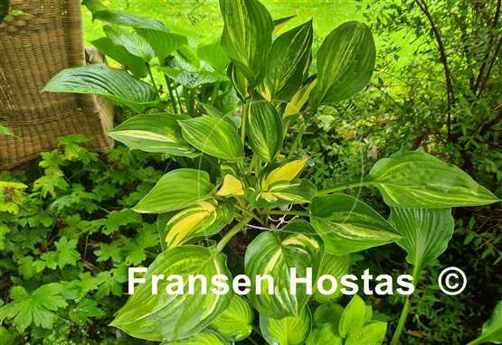 Hosta Buffalo Black Soup